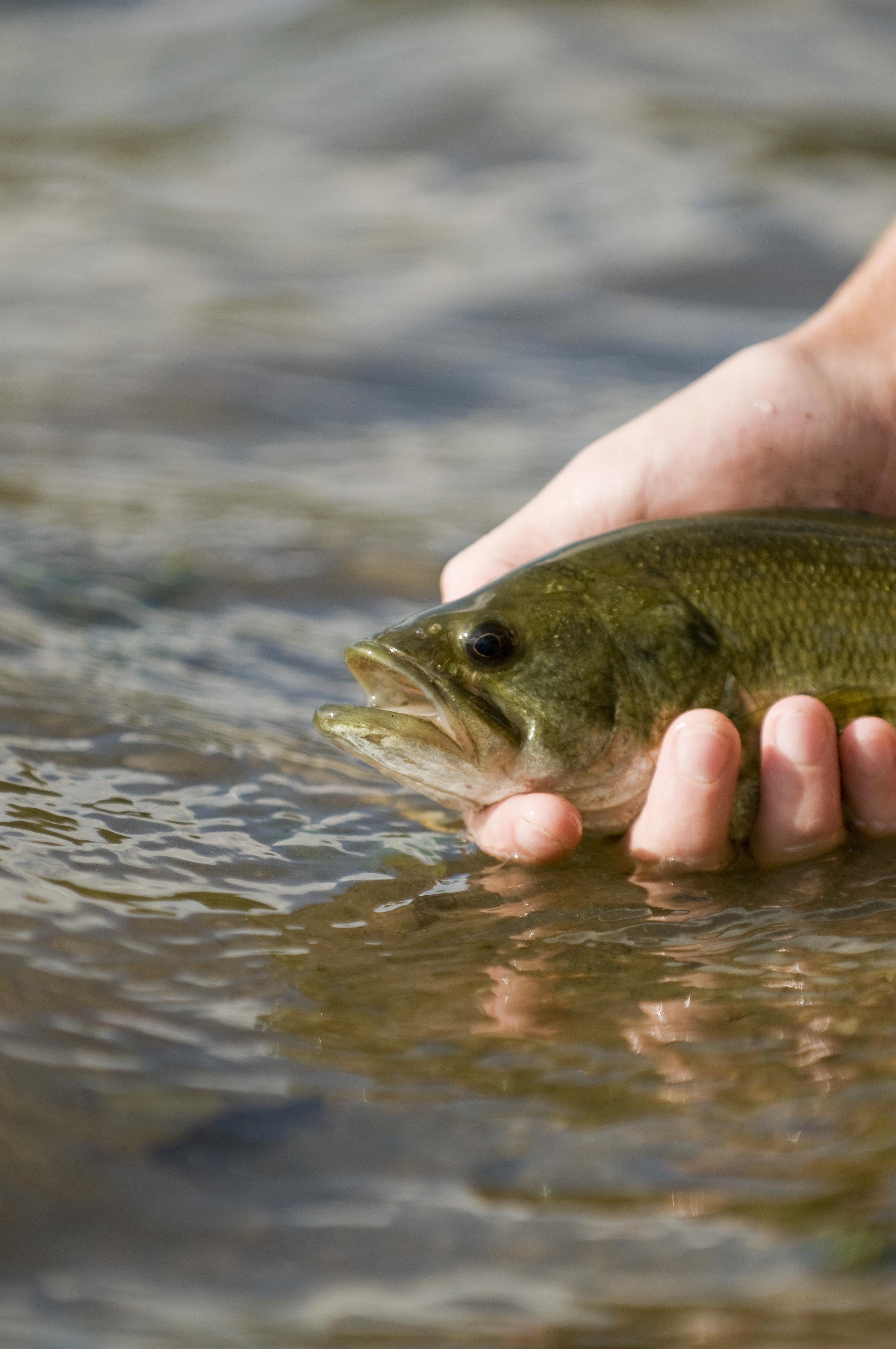 black bass