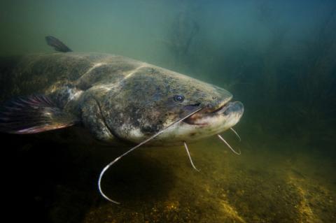 Silure (silurus glanis)