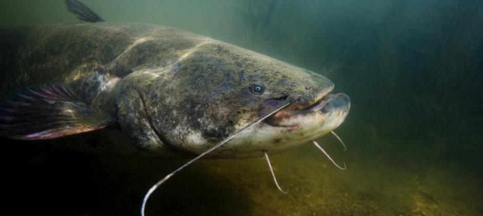 Silure (silurus glanis)