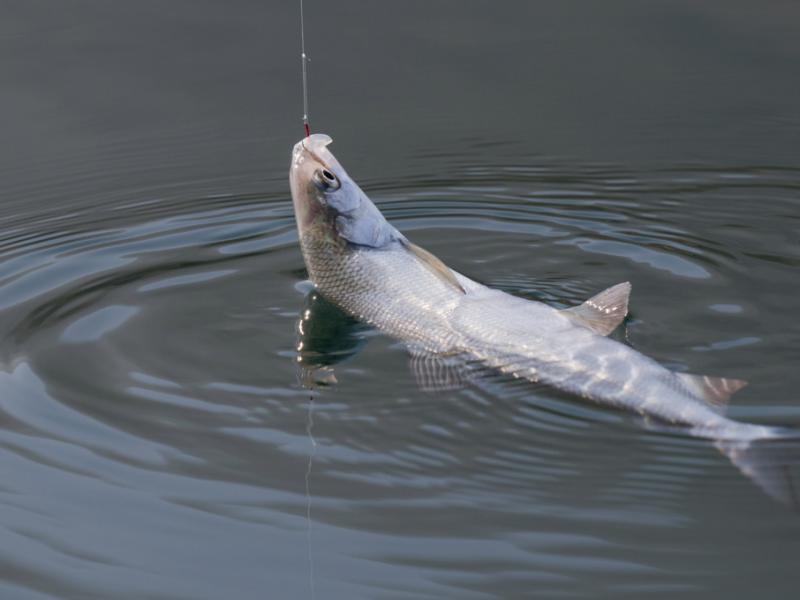 Lavaret du lac du Bourget