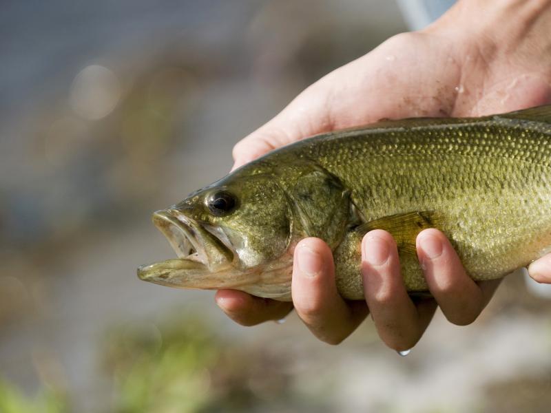 Black Bass du Pôle Pêche Fédéral de Barouchat