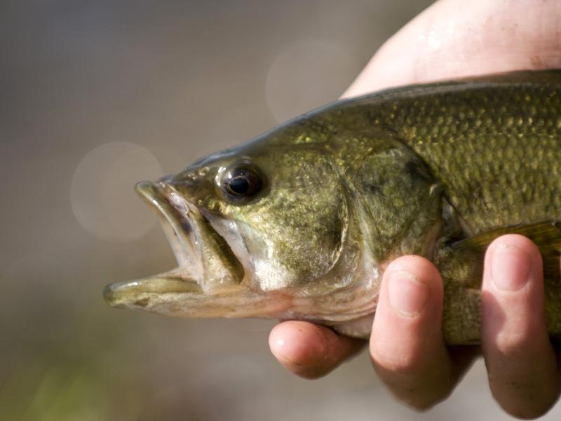 Black bass